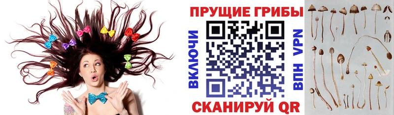 Псилоцибиновые грибы Psilocybe Купить где Пучеж